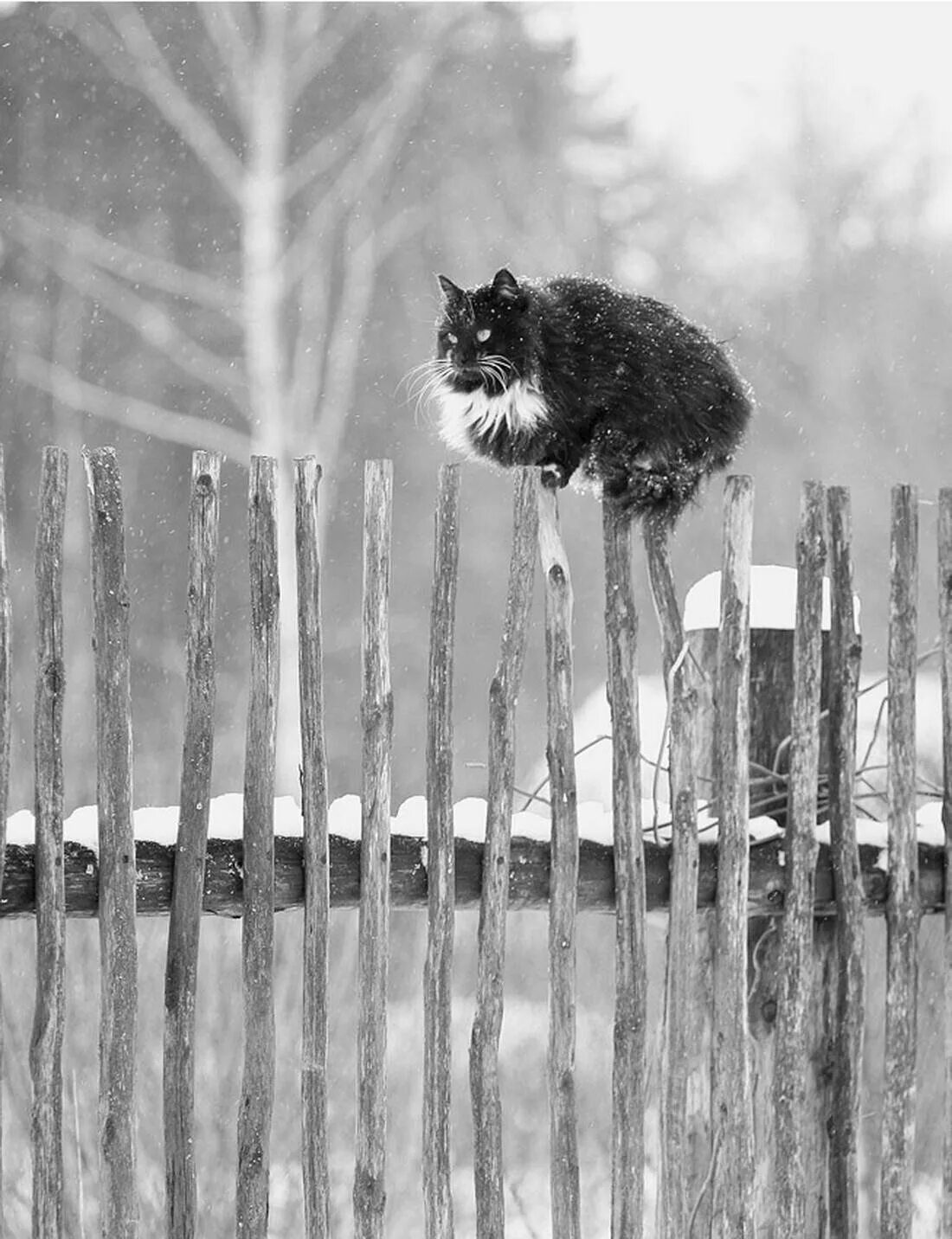 Сижу на заборе песня. Кот на заборе. коты на заборе. кот сидит на заборе. котенок на заборе.