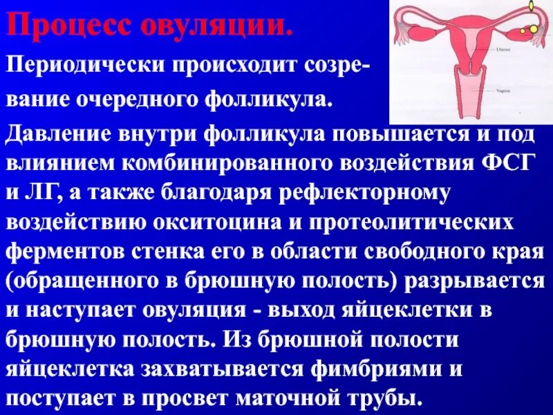 Что такое овуляция кратко. Процесс овуляции. Процесс менструального цикла. Становление менструального цикла. Регуляция менструального цикла.