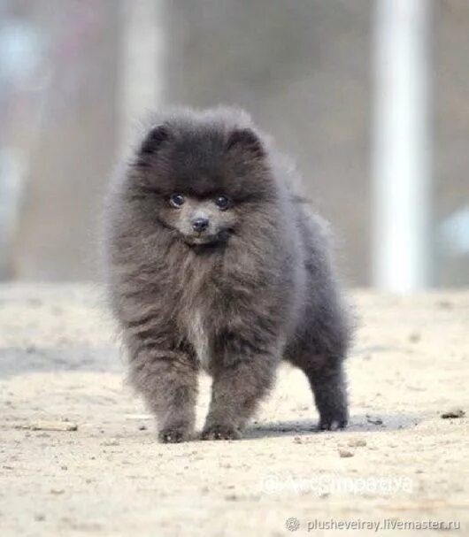 Померанский шпиц. Померанский шпиц серый. Померанский шпиц пепельный. Померанский шпиц дымчатый. Померанский шпиц серый.