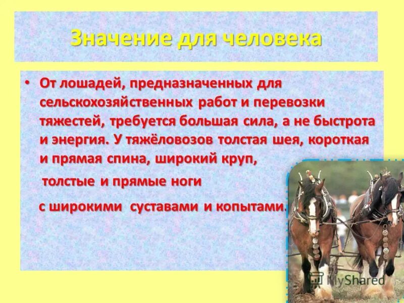 Конь слова. Биологические особенности лошадей. Лошадь значение животного. Лошадь значение животного. Животные символы стран мира.