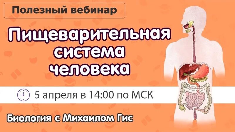 Процессы в биологии огэ. Пищеварение огэ. пищеварительная система огэ. пищеварительная система огэ биология. органы пищеварения огэ.