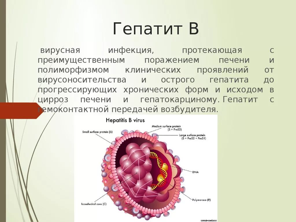 Вирусные гепатиты. Вирусный гепатит b.