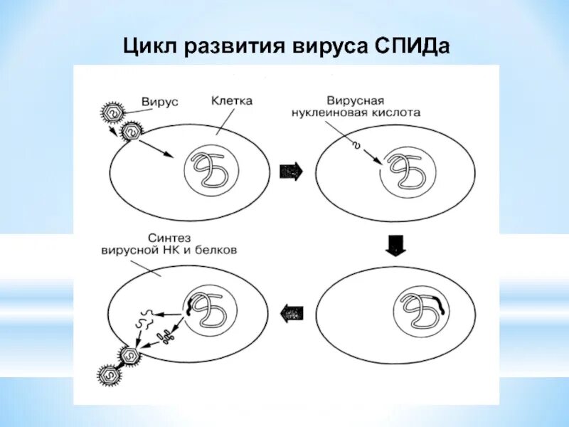 Жизненный цикл вируса ВИЧ схема. Цикл развития( размножения) вирусов. Этапы вируса цикл развития. Цикл развития ВИЧ схема.