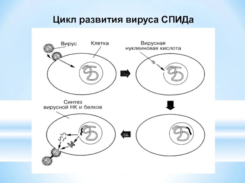 Рисунок цикл развития. Цикл развития вируса. Цикл развития( размножения) вирусов. Цикл развития вируса СПИДА. Цикл развития вируса ВИЧ.