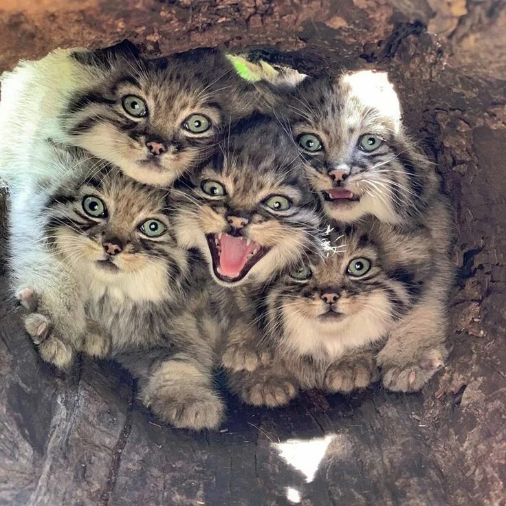 Кот манул котята. Детеныш манула. манул котята. дикий кот манул котята. кот манул с котятами.