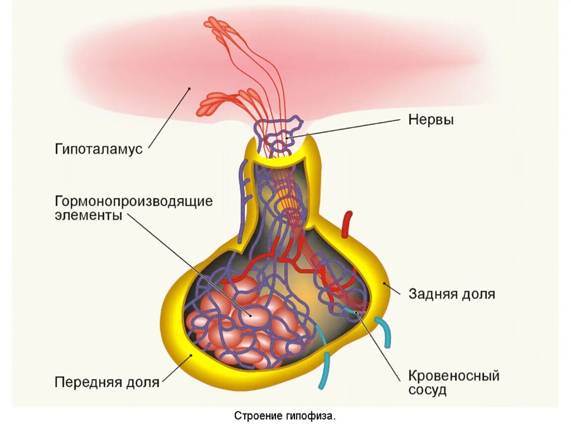 Гипофиз у животных. Анатомические структуры передней доли гипофиза. Строение гормонов передней доли гипофиза.