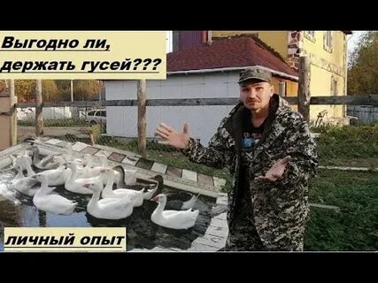 Где держат гусей