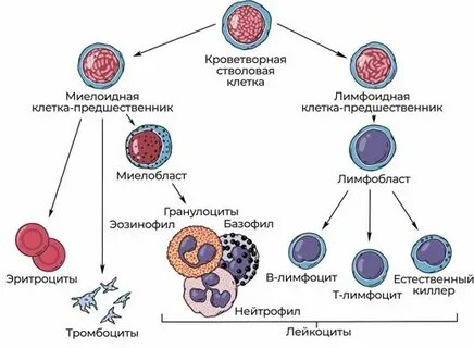 Тромбопоэтин