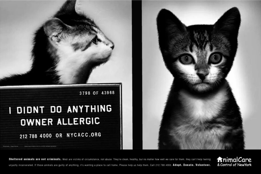 Социальная реклама бездомные животные. Реклама про бездомных животных. Социальная реклама приюта для животных. Социальный плакат защита животных. Слоган животное
