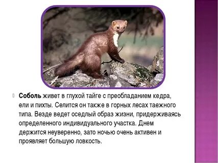 В какой среде обитает соболь