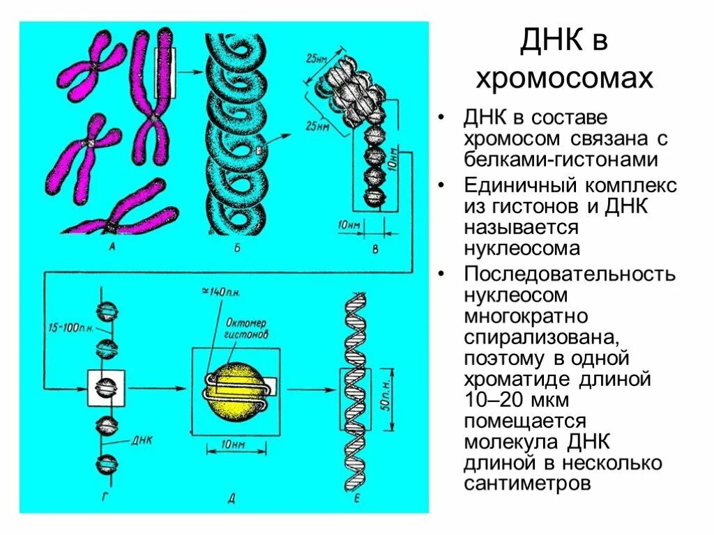 Связана с белками гистонами. ДНК В составе хромосом. ДНК состоит из хромосом. Хромосома состоит из ДНК И белка. ДНК связана с белками гистонами.