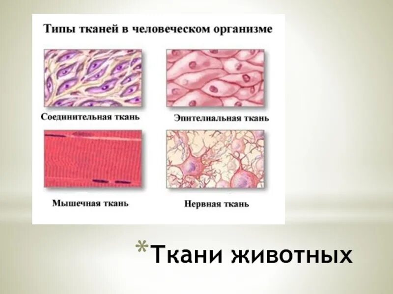 Ткани животных. Типы тканей животных. Ткани животного организма. Строение тканей животных. Состав тканей животных