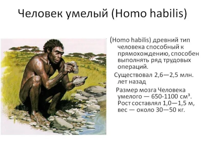 Человек умелый кратко. Homo habilis (человек умелый) происхождение. Человек умелый хомо хабилис. Человек умелый образ жизни. Человек умелый характеристика.