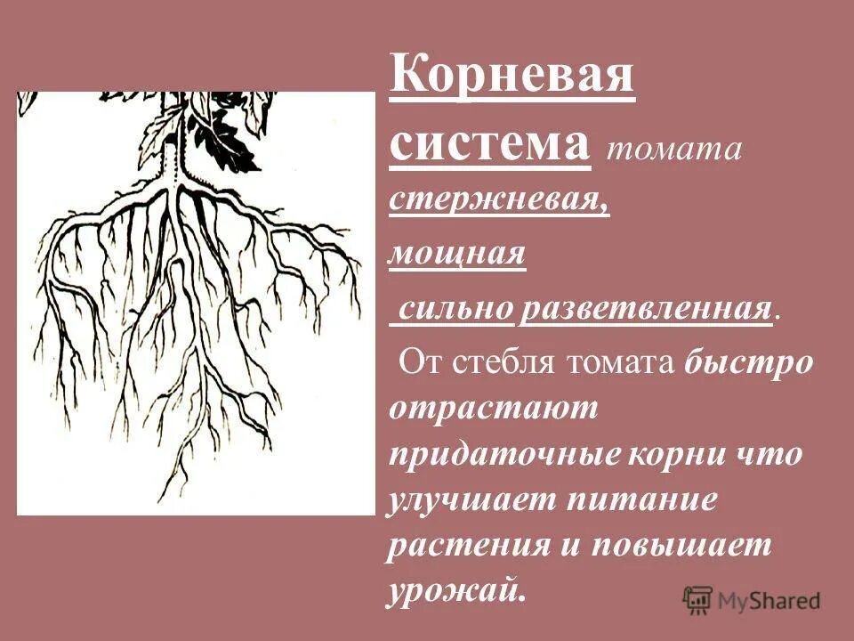 Корневая система помидор. Томат мочковатая корневая система. Корневая система помидор глубина. Строение корневой системы томата.