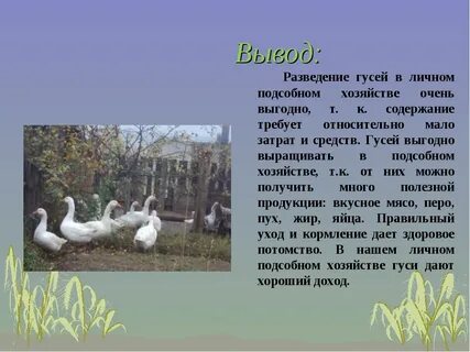 Гусь сочинение