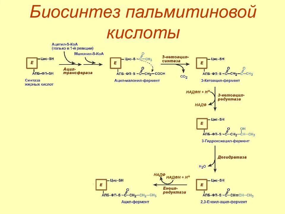 Последовательность реакций биосинтеза. Синтез жирных кислот биохимия схема. Суммарное уравнение синтеза пальмитиновой кислоты. Синтез пальмитиновой кислоты из ацетил КОА. Синтез пальмитиновой кислоты из малонил КОА.