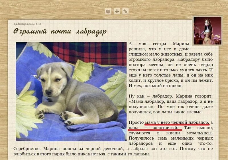 Какой корм щенку лабрадора. Рацион питания щенка лабрадора 1. рацион щенка лабрадора 2 месяца. рацион для щенка лабрадора 2- 3 месяца. диета для щенка лабрадора 2 месяца.