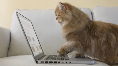 Computer cat