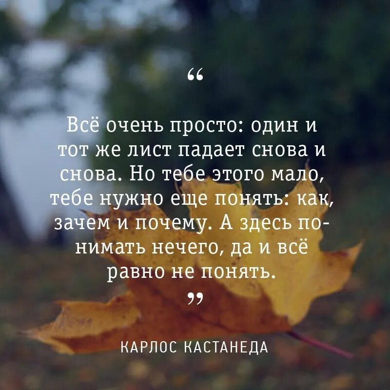 Каждый лист упавший. Даже лист падает. даже лист падает с его ведома. даже лист падает только. и лист не падает без его ведома.