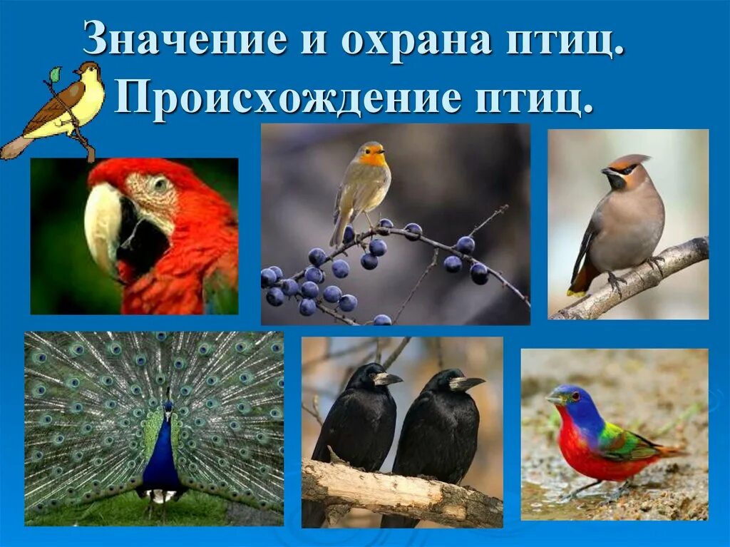 Происхождение птиц. Охрана птиц в природе. Защита и охрана птиц. Охрана птиц презентация.