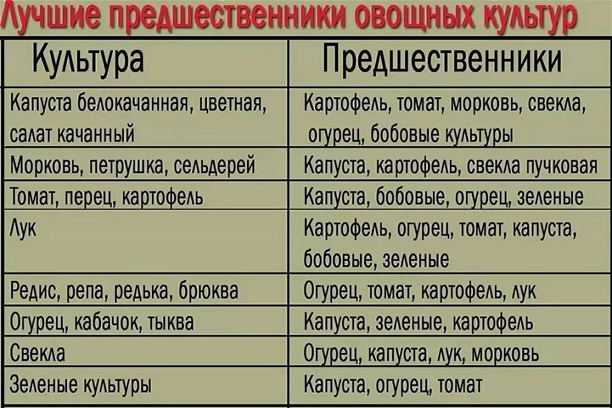 Что можно посадить на месте. После каких овощей можно сажать морковь. После каких культур можно сажать чеснок. После каких культур сажать морковь. После каких культур можно сажать лук.