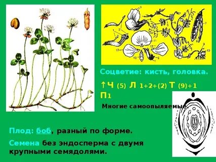 2 цветок пятичленный