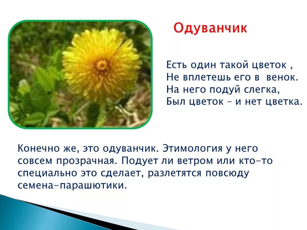 О и высоцкой одуванчик. Презентация одуванчик для дошкольников. Сообщение о одуванчике. Одуванчик доклад для детей. Интересные факты о одуванчике.