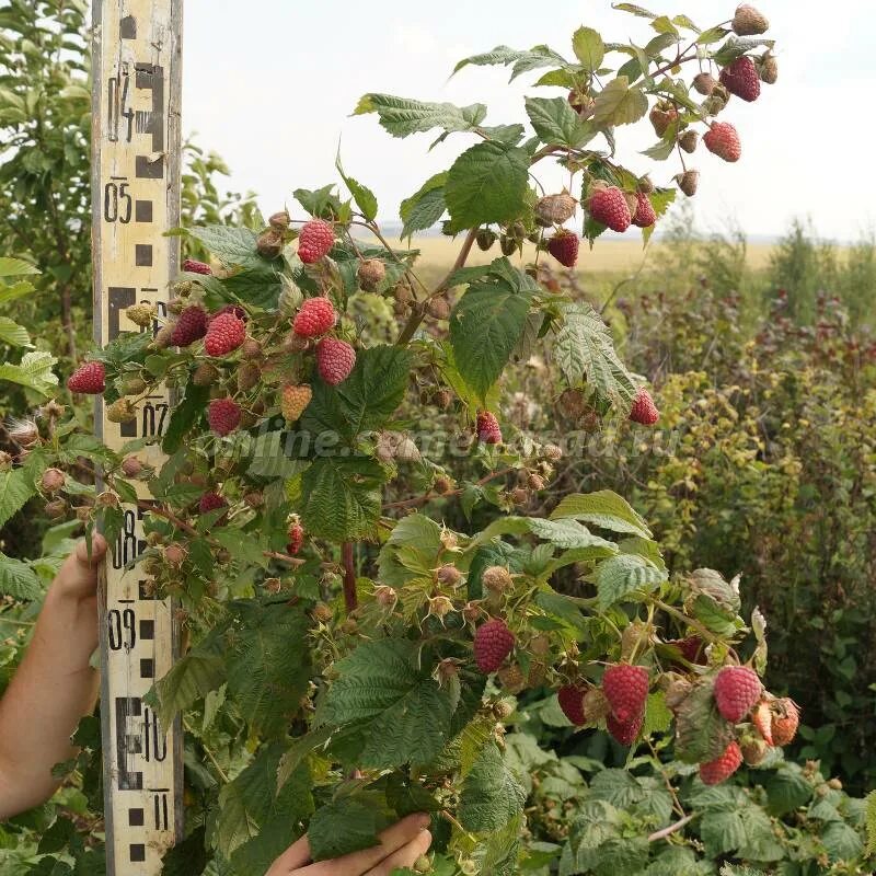 Малина сорт Самохвал. Сорт малины Нижегородец. Малина ремонтантная Похвалинка. Малина ремонтантные сорта Похвалинка. Малина самохвал описание сорта отзывы