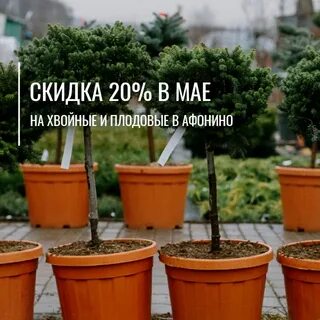 Садовый центр аллея