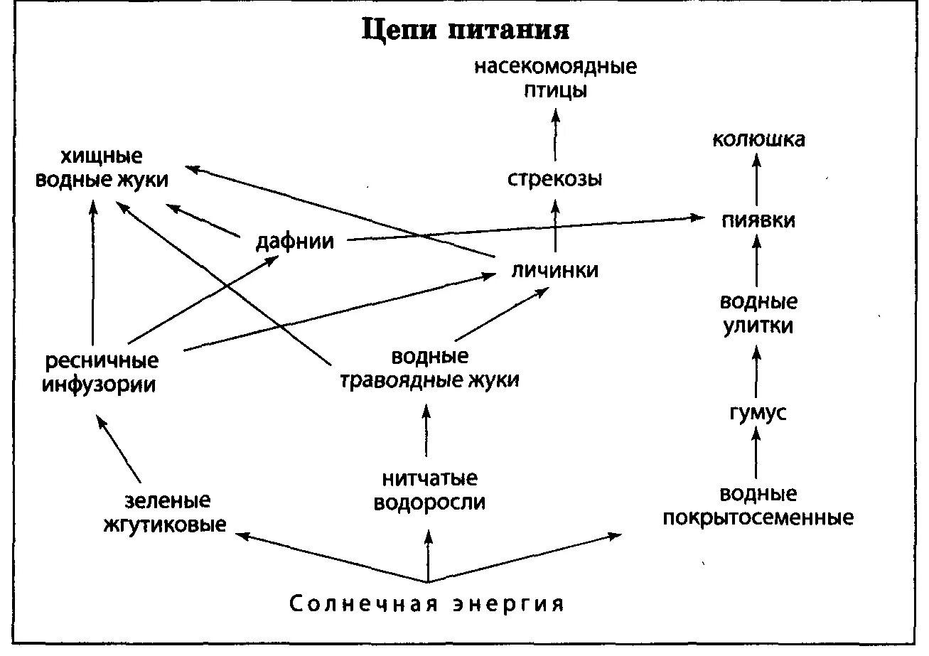 Цепи питания. Пищевая цепочка. Сложные Цепочки питания. Схема пищевой цепи. Составить сеть питания