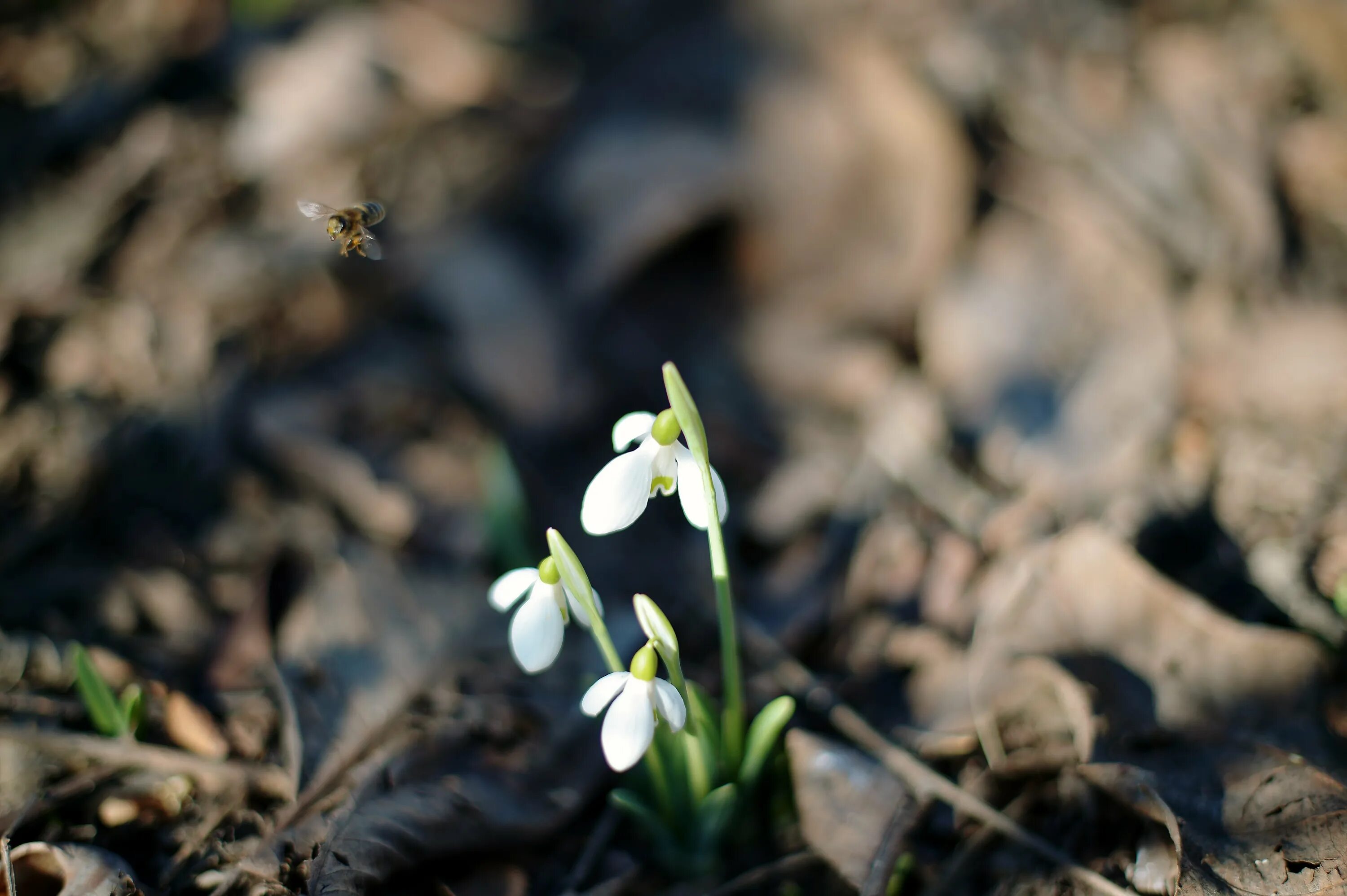 весна,подснежники,пролески. первоцветы (подснежники, крокусы, гиацинты). весна подснежники первоцветы. подснежники. подснежники в абхазии.