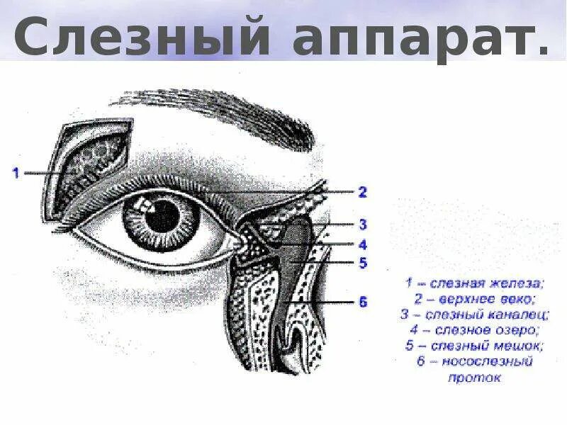 Строение глаза слезная железа. Слезный аппарат глаза анатомия. Анатомия глаза слезный мешок. Строение глаза слезный мешок , железа. Слезная железа строение