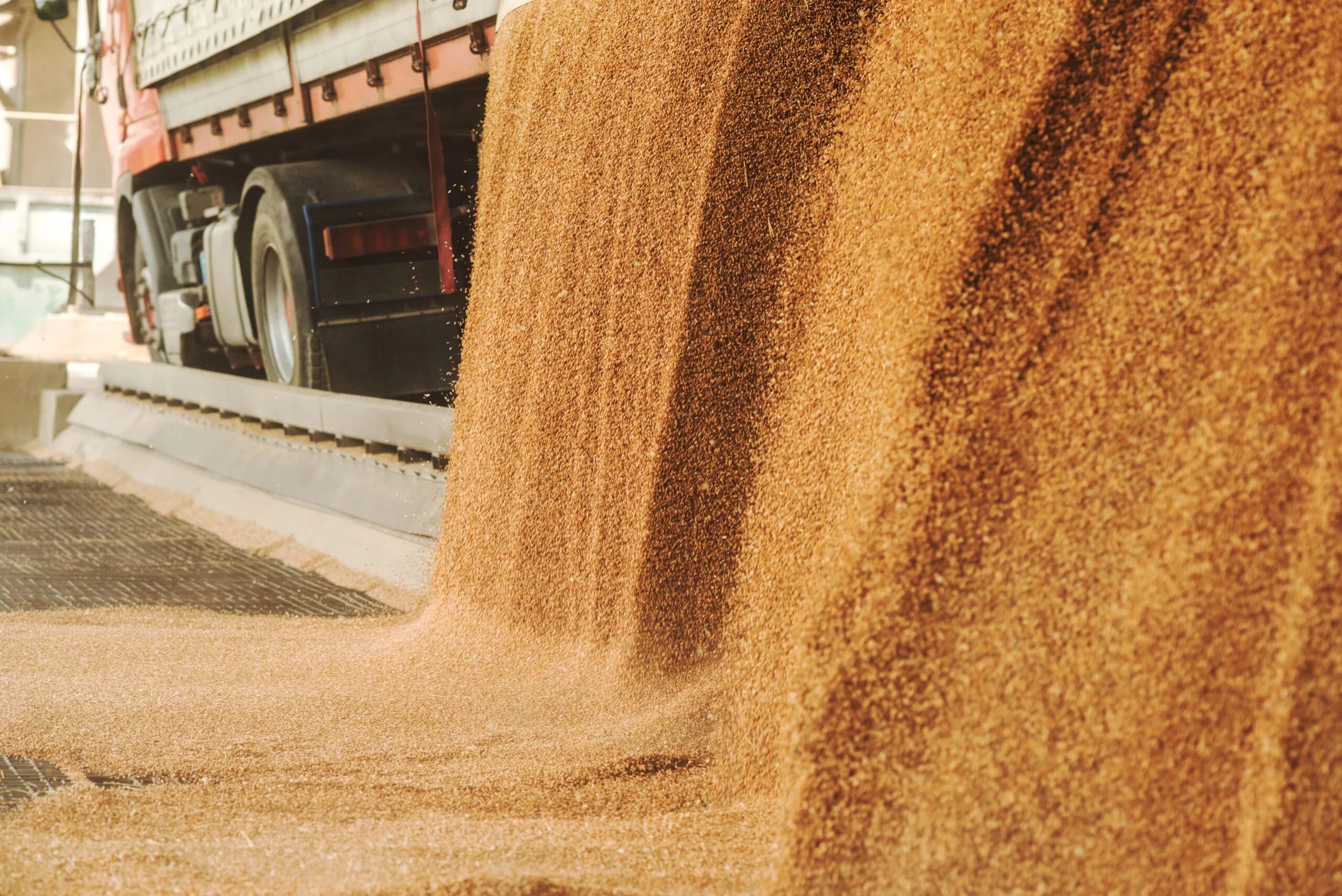 Грузовик с зерном. Экспорт пшеницы. Отгрузка зерна. Экспорт зерна.