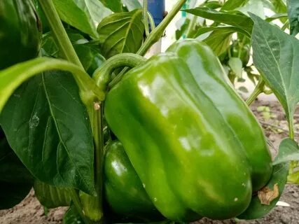Чем подкормить перцы для созревания