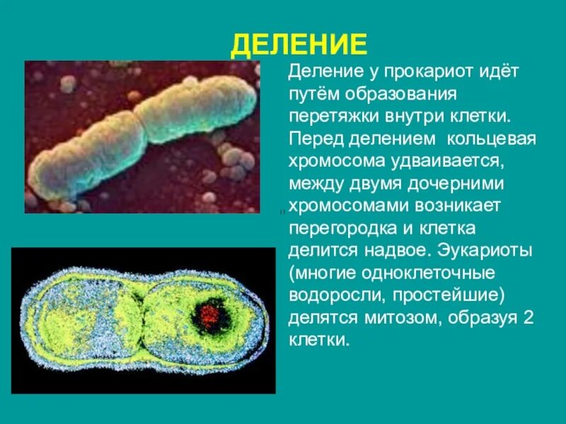 Возникновение прокариот произошло в. Деление прокариотической клетки и эукариотической. Способы деления эукариотических клеток и прокариотических. Клеточное деление у прокариот. Размножение прокариотических клеток.