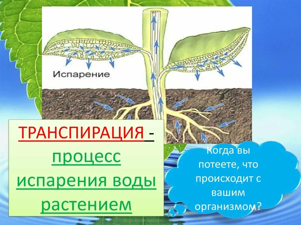 Какую функцию выполняет вода в растении. Транспирация. Испарение транспирация. Транспирация процесс испарения воды. Транспирация листа.