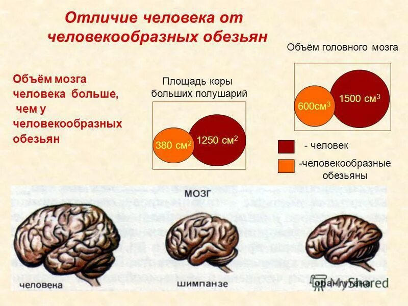 В чем отличие год и лет. Мозг человека и приматов. Отличие человека от человекообразных обезьян. Объем мозга приматов. Мозг человека и мозг шимпанзе.