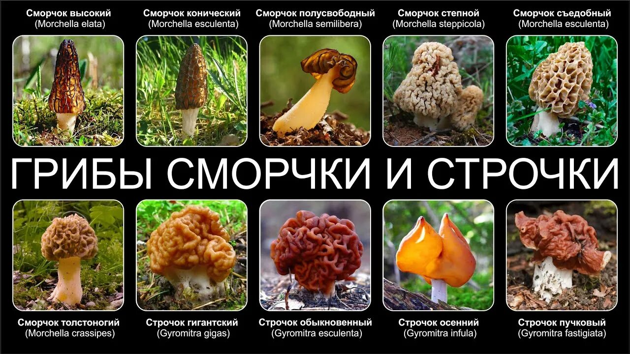 Чем отличается сморчок от строчка. Строчок обыкновенный и сморчок отличия. строчок и сморчок весенние грибы. гриб строчок сморчок отличия. строчок отличие от сморчка.