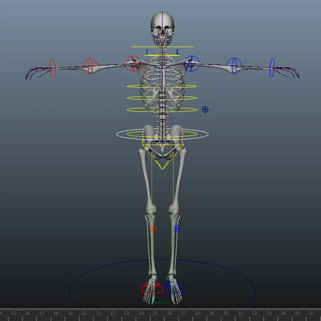 Модель скелета блендер. Maya скелет персонажа. skeleton model rig. скелет 3д модель. человеческий скелет риггинг.