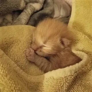 Какими рождаются рыжие котята