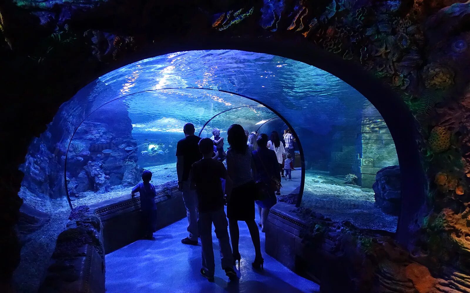 Москвариум на ВДНХ аквариум. Москвариум на ВДНХ туннель. Moskve okeanarium океанариум в Москве. ВДНХ аке океанариум. Новый океанариум в москве