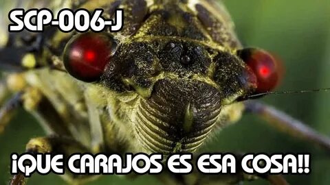 Scp 006