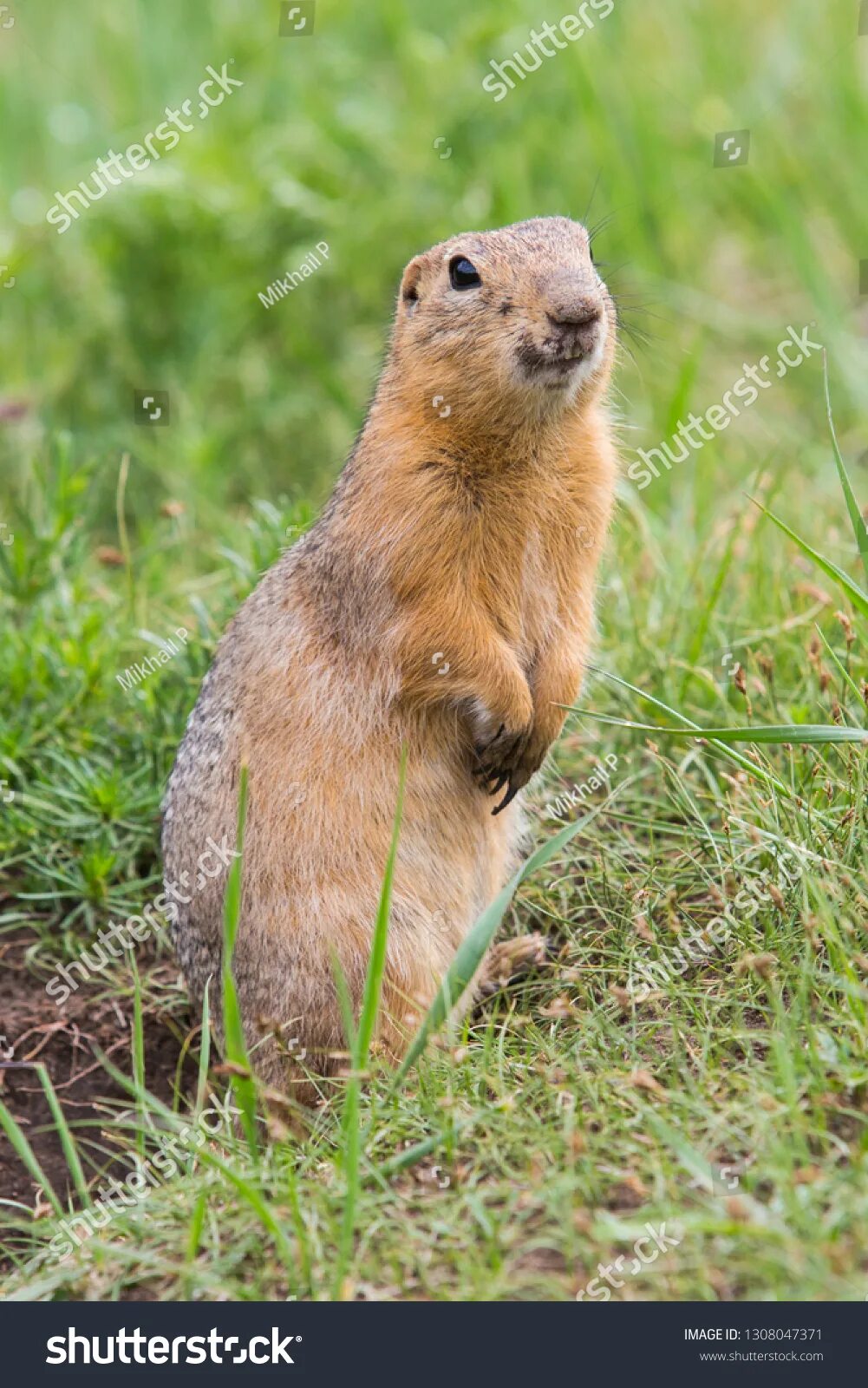 Каждый суслик в поле агроном. Каждый суслик мнит себя агрономом. Тонкопалый суслик. Суслик. Суслик агроном.