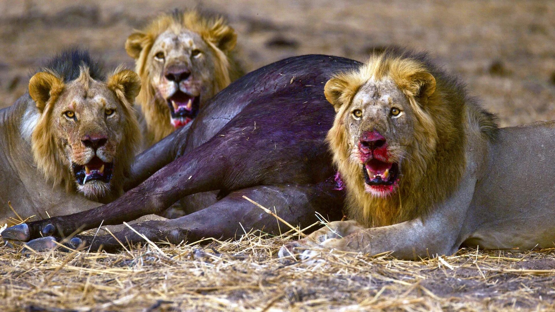 Жираф мариус копенгаген. Может ли лев съесть льва. Может ли лев съесть льва. Датский зоопарк жираф мариус. Прайд львов.