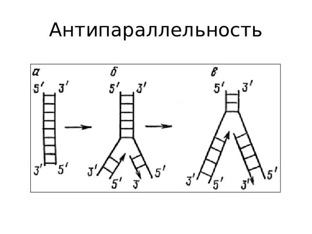 Известно что комплементарные цепи днк антипараллельны. Известно что комплементарные цепи днк антипараллельны