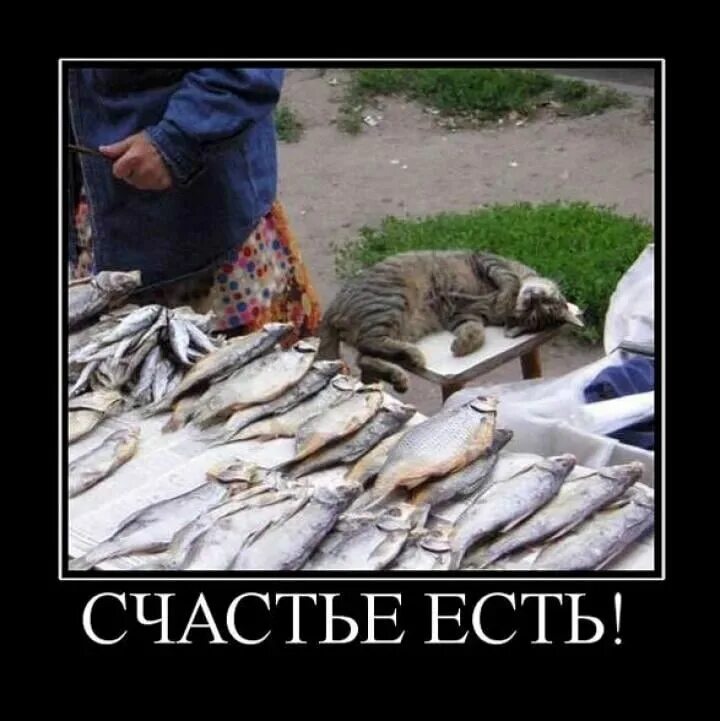 Жизнь удалась. Счастья больше не бывает. Счастья много не бывает. Афоризмы про счастье прикольные. Приколы на рыбалке.