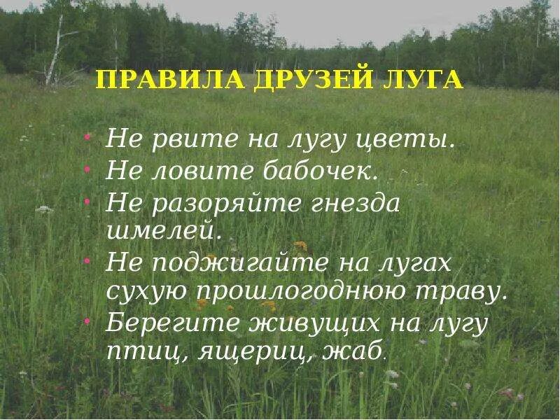 Жизнь Луга. Правила на лугу. Презентация жизнь Луга. Жизнь на лугу. Прогноз 3 луга