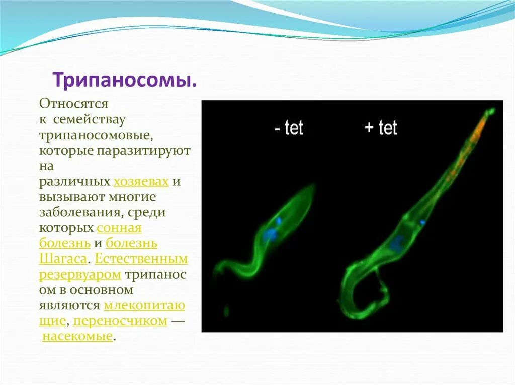 Выход прокариот на сушу. Трипаносома общая характеристика. Трипаносома систематика. Формы трипаносом. Трипаносома классификация.