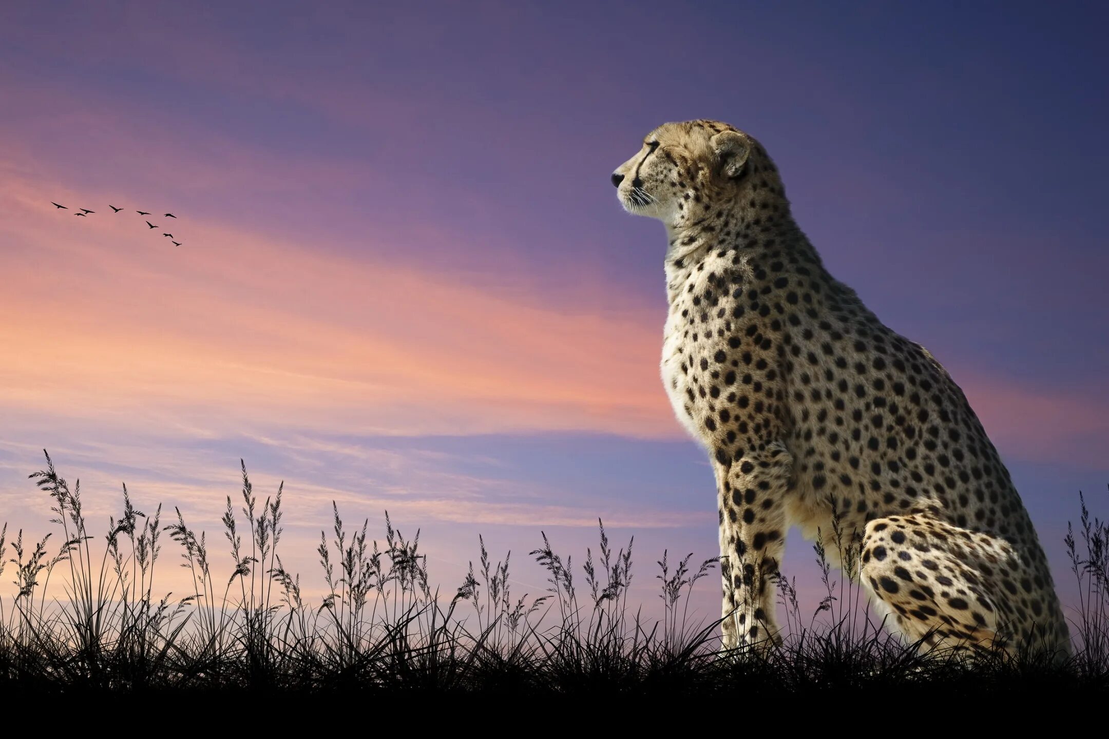 Pros cons of keeping wild animals