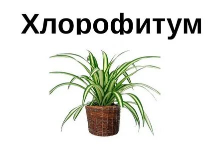 Растение с надписями картинки
